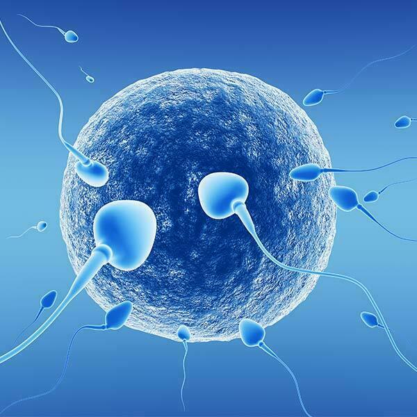 Óvulo rodeado de esperma - fecundacion in vitro